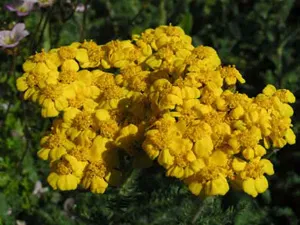 Enciclopedia de plante Yarrow (Achilleio)