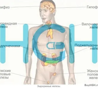 Ендогенни хормони, които са полезни в спорта, който, напротив, и как да работят на тяхното ниво, без да се