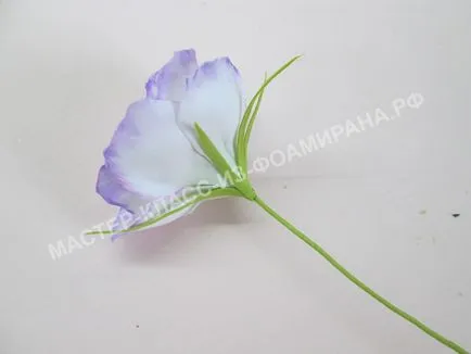 Eustoma a foamirana 3 mesterkurzusokat fotókkal, a mester-osztály foamirana