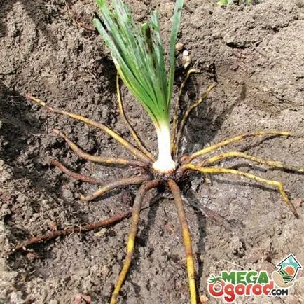 Eremurus Cleopatra tenyésztés, telepítése és gondozása évelő