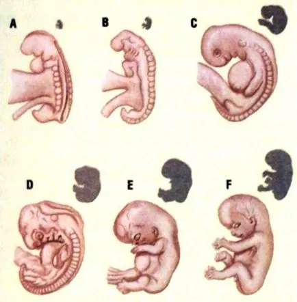 Embryo - este