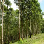 Eucalyptus метла за баня лечение баня атрибутите имоти