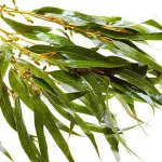 Eucalyptus метла за баня лечение баня атрибутите имоти