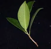 Ficus benjamina - reproducere, conac exemplar