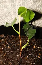 Ficus benjamina - reproducere, conac exemplar