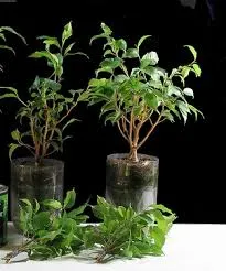 Ficus benjamina - reproducere, conac exemplar