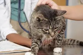 Tályog macskák miért nem volt kéznél, és hogyan kell kezelni egy macska