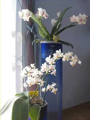 Phalaenopsis foto-lecție