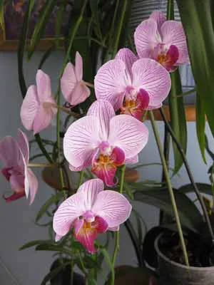 Phalaenopsis foto-lecție