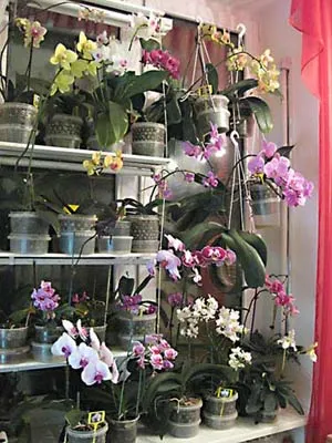 Phalaenopsis foto-lecție