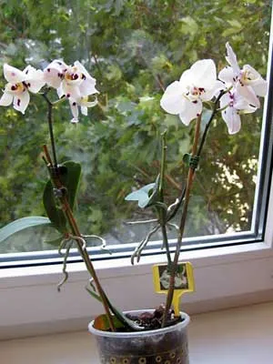 Phalaenopsis foto-lecție