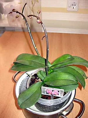 Phalaenopsis fotó-lecke