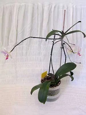 Phalaenopsis fotó-lecke