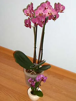 Phalaenopsis foto-lecție