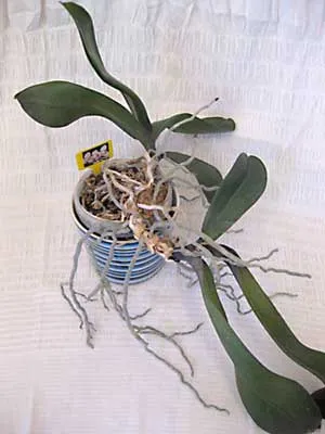Phalaenopsis foto-lecție