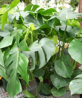 Philodendron основни типа, грижа и репродукция в дома