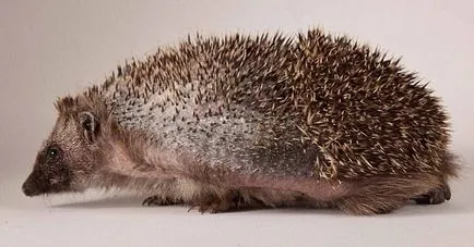 Hedgehog elveszti tűk