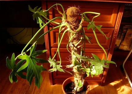 Philodendron особености на отглеждането на тропически красив