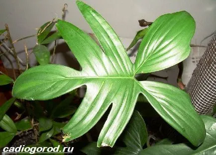 filodendron virág