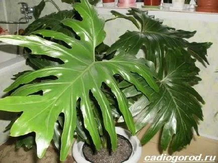 Philodendron цвете