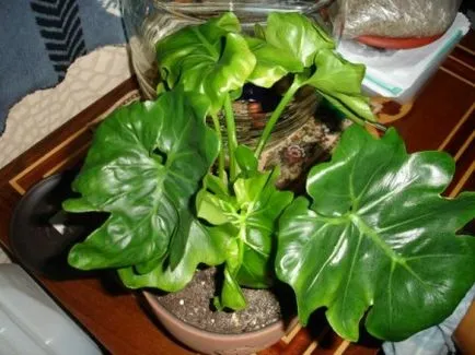 Philodendron основни типа, грижа и репродукция в дома