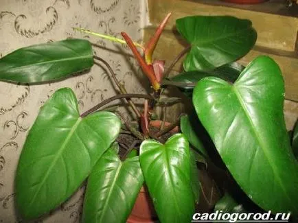 Philodendron цвете