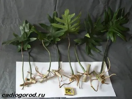 filodendron virág