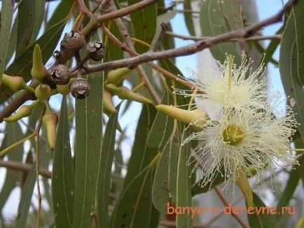 eukaliptusz seprű