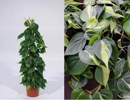 Philodendron цвете