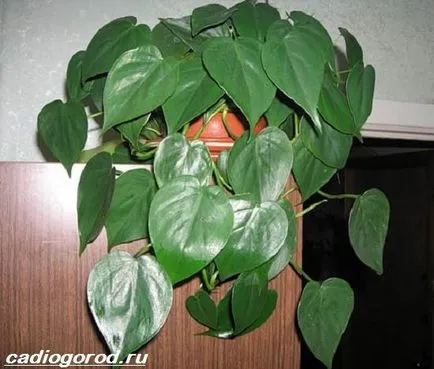 Philodendron цвете