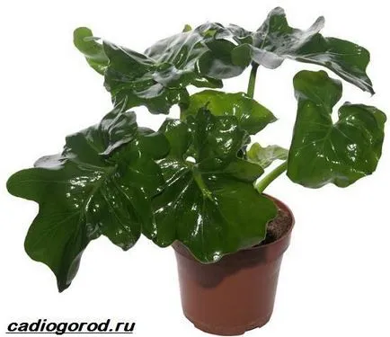 Philodendron цвете