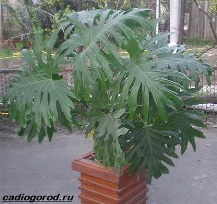 filodendron virág