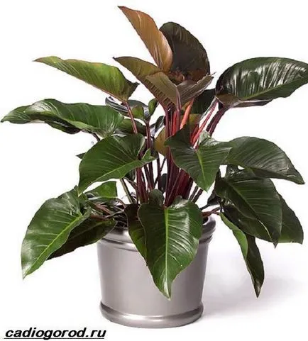 Philodendron цвете