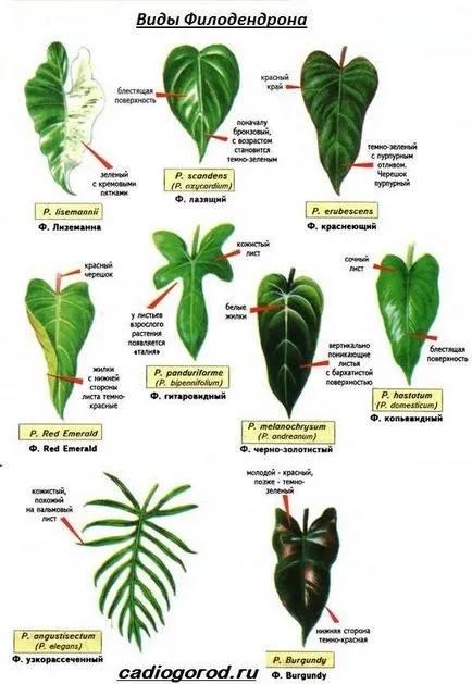 Philodendron цвете