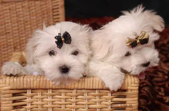Francia lapdog dekoratív kutyák