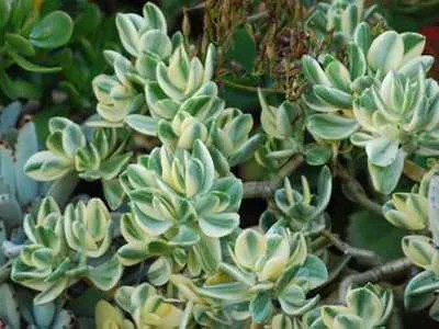 Foto Crassula sau Jade culori foto