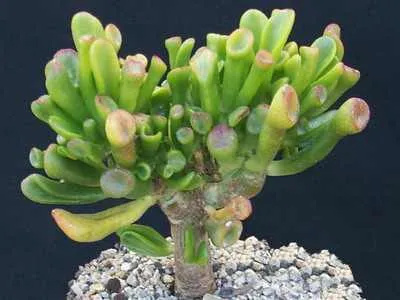 Photo Crassula vagy Jade fotó színei