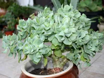 Photo Crassula vagy Jade fotó színei