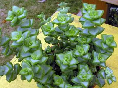 Photo Crassula Jade vagy fotó színei