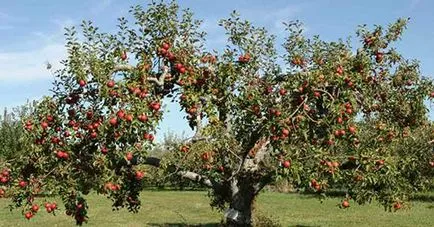 Formarea de pomi fructiferi cot, fără tăiere