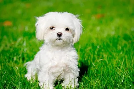 A francia fajta bichon frise fotó-frise, a természet és leírás kutyák