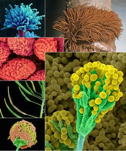 Снимки на плесен (гъбички) под микроскоп