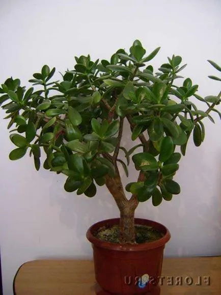 Foto Crassula sau Jade culori foto