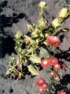 Fusarium őszirózsák