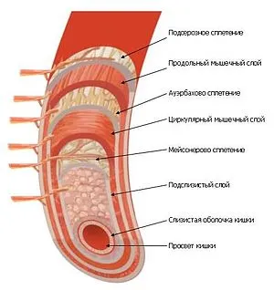 Funcția intestinului subțire și gros