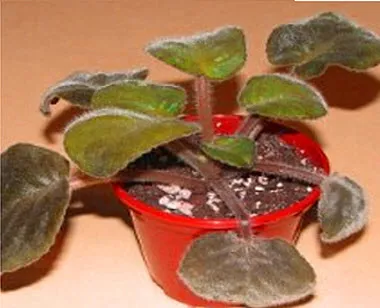 Fusarium (traheomikoz) pentru houseplants