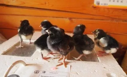 Galan fajta csirkék - egy leírást a fekete szakállas, fotó és videó