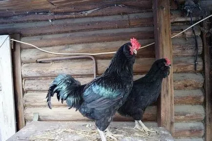 Galan fajta csirkék - egy leírást a fekete szakállas, fotó és videó