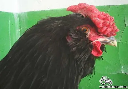 Galan - orosz fekete szakállas egyetemes csirke