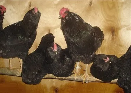 Galan порода пилета - описание на черна брада, фото и видео